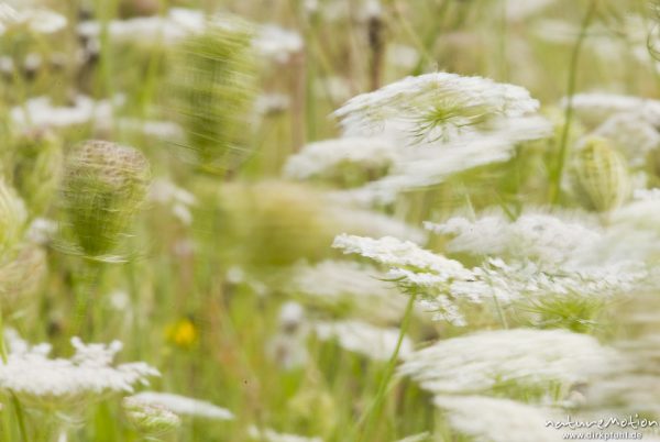 Wilde Möhre, Daucus carota, Apiaceae, Bestand, weiße Blütenstände, bewegt im Wind, Kerstlingeröder Feld, A nature document - not arranged nor manipulated, Göttingen, Deutschland