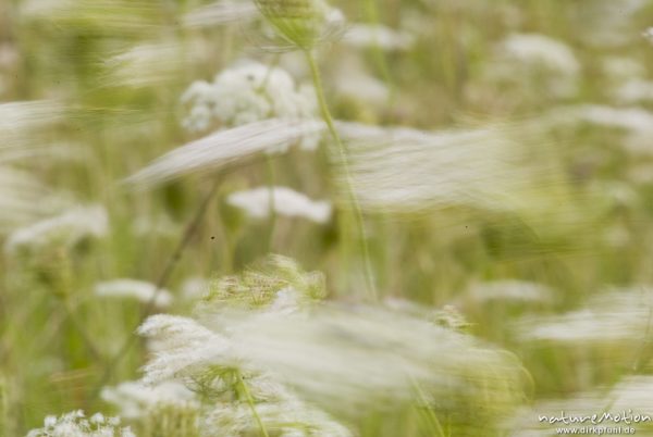 Wilde Möhre, Daucus carota, Apiaceae, Bestand, weiße Blütenstände, bewegt im Wind, Kerstlingeröder F, Göttingen, Deutschland