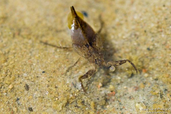 Wasserskorpion, Nepa cinerea, Nepa rubra, Skorpionswanzen (Nepidae), Larve, älteres Stadium mit deutlich Sichtbaren Flügeln, im sandigen Uferbereich, Granziner See, A nature document - not arranged nor manipulated, Granzin, Deutschland