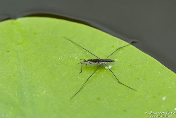 Wasserläufer, Gerris spec., Gerridae, Imago auf Seerosenblatt, Babker Mühle, A nature document - not arranged nor manipulated, Babke, Deutschland