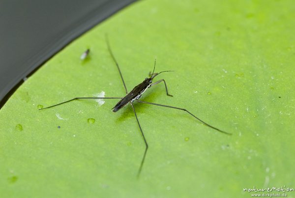 Wasserläufer, Gerris spec., Gerridae, Imago auf Seerosenblatt, Babker Mühle, A nature document - not arranged nor manipulated, Babke, Deutschland