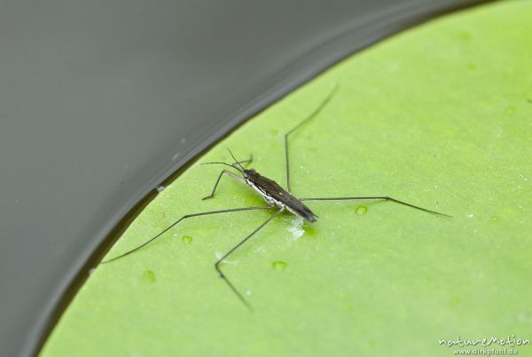 Wasserläufer, Gerris spec., Gerridae, Imago auf Seerosenblatt, Babker Mühle, A nature document - not arranged nor manipulated, Babke, Deutschland