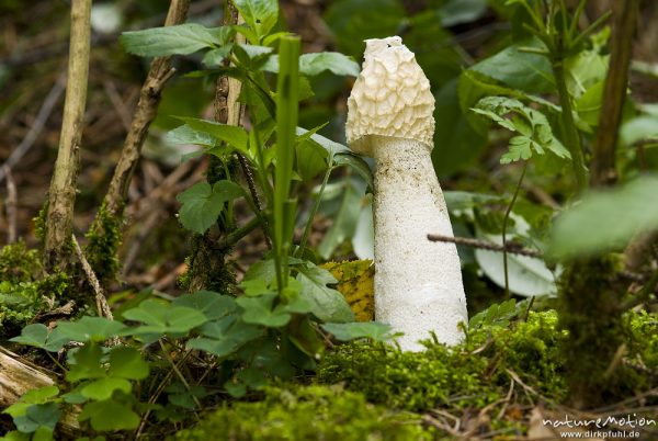 Stinkmorchel, Phallus impudicus, Rutenpilzartige (Phallaceae), Fruchtkörper zwischen Moos, Kiefernwald am Käbeklicksee, Kratzeburg, Deutschland