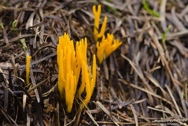 Klebriger Hörnling, Calocera viscosa, Tränenpilzartige (Dacrymycetaceae), Fruchtkörper zwischen Kiefernnadeln, Wald am Käbelicksee, Kratzeburg, Deutschland