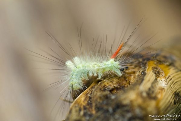 Buchen-Streckfuß, Buchenrotschwanz, Calliteara pudibunda, Eulenfalter (Noctuidae), Raupe auf Ast, Weichholzaue am Käbelicksee, A nature document - not arranged nor manipulated, Kratzeburg, Deutschland