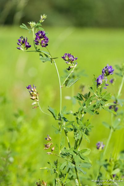 Luzerne, Saat-Luzerne, Alfalfa, Schneckenklee, Medicago sativa, Schmetterlingsblütengewächse, Hülsenfrüchtler (Fabaceae), blühende Pflanze, Magerrasen am Wegrand, Babke, Deutschland