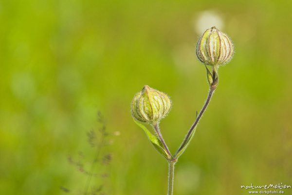 Taubenkropf, Gemeines Leimkraut, Silene vulgaris, Caryophyllaceae, Trieb mit noch geschlossener Blüte, Blütenknospe, Magerrasen, Babke, Deutschland