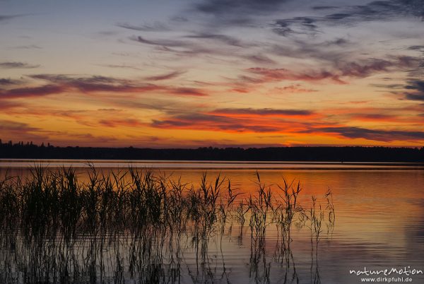 Sonnenuntergang am Käbelicksee, Wolkenformationen, Schilfsaum, Kratzeburg, Deutschland