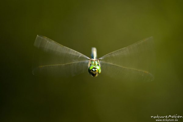 Glänzende Smaragdlibelle, Somatochlora metallica, Falkenlibellen (Corduliidae), Männchen im Flug, Havel, A nature document - not arranged nor manipulated, Babke, Deutschland