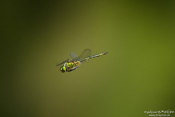 Glänzende Smaragdlibelle, Somatochlora metallica, Falkenlibellen (Corduliidae), Männchen im Flug, Havel, A nature document - not arranged nor manipulated, Babke, Deutschland