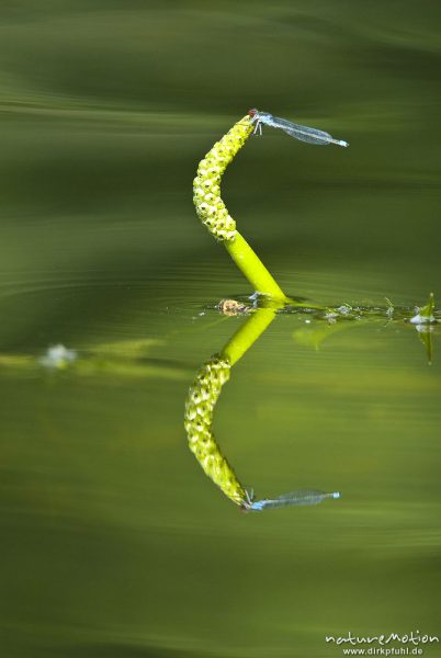 Großes Granatauge, Erythromma najas, Schlanklibellen (Coenagrionidae), Männchen sitzt an Wasserpflan, Granzin, Deutschland