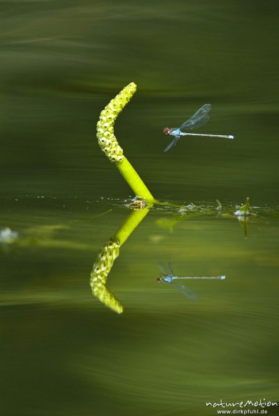 Großes Granatauge, Erythromma najas, Schlanklibellen (Coenagrionidae), Männchen im Anflug an Wasserpflanze, Hintergrund unscharfe Wellenzeichnung, Spiegelung, Granziner See, A nature document - not arranged nor manipulated, Granzin, Deutschland