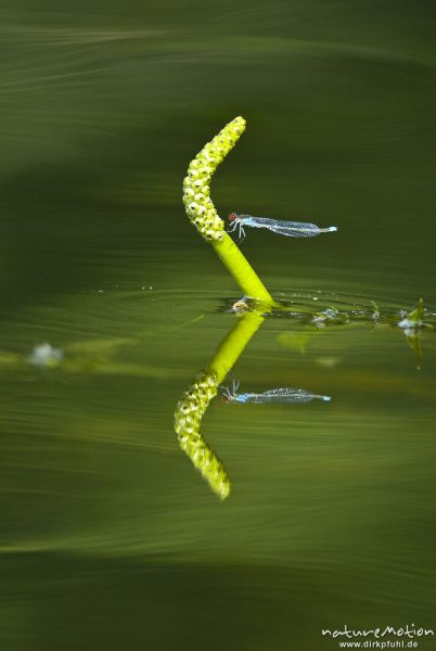 Großes Granatauge, Erythromma najas, Schlanklibellen (Coenagrionidae), Männchen sitzt an Wasserpflan, Granzin, Deutschland