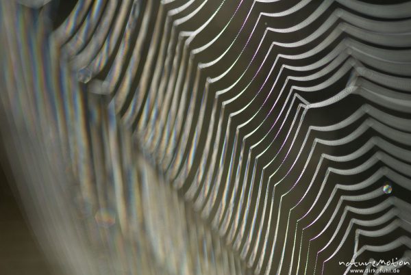 Tautropfen im Spinnennetz einer Kreuzspinne, selektive Schärfe, Morgenlicht, A nature document - not arranged nor manipulated, Babke, Deutschland