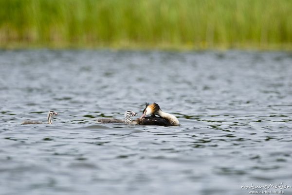 Haubentaucher, Podiceps cristatus, Podicipedidae, Altvogel mit Jungen, schwimmend, Useriner See, A nature document - not arranged nor manipulated, Userin, Deutschland