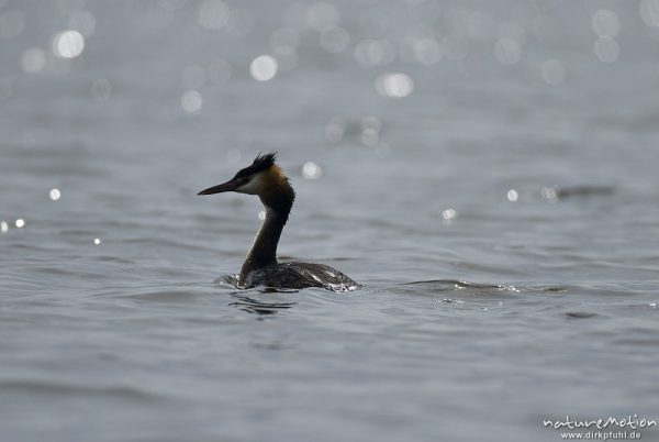 Haubentaucher, Podiceps cristatus, Podicipedidae, schwimmend, Gegenlicht mit Lichtreflexen, Useriner See, A nature document - not arranged nor manipulated, Userin, Deutschland