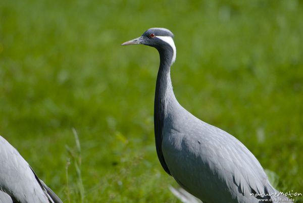 Kranich, Grauer Kranich, Grus grus, Kraniche  (Gruidae), Tier auf Wiese, Teilansicht, Gehege, Tierpark Sababurg, captive, Sababurg, Deutschland