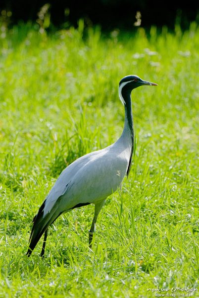 Kranich, Grauer Kranich, Grus grus, Kraniche  (Gruidae), Tier auf Wiese, Gehege, Tierpark Sababurg, captive, Sababurg, Deutschland