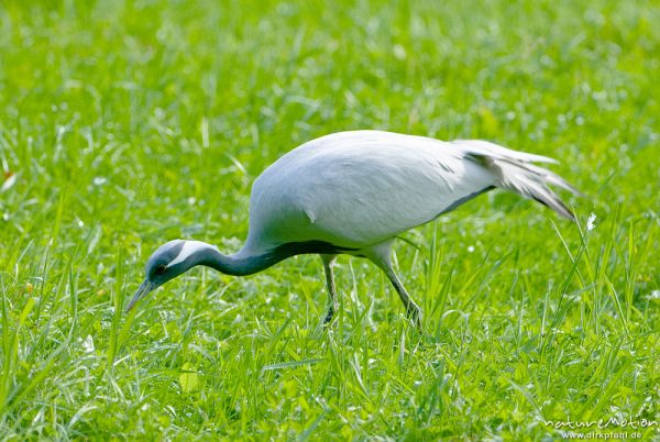 Kranich, Grauer Kranich, Grus grus, Kraniche  (Gruidae), Tier auf Wiese, beim fressen, Gehege, Tierpark Sababurg, captive, Sababurg, Deutschland