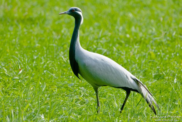 Kranich, Grauer Kranich, Grus grus, Kraniche  (Gruidae), Tier auf Wiese, Gehege, Tierpark Sababurg, captive, Sababurg, Deutschland