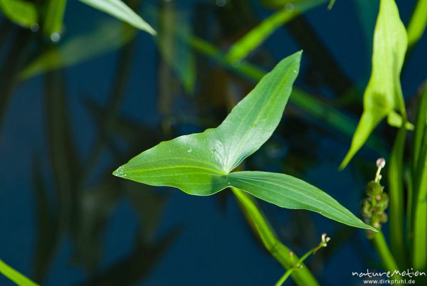 Gewöhnliches Pfeilkraut, Pfeilblatt, Sagittaria sagittifolia, Froschlöffelgewächse (Alismataceae), pfeilförmiges Blatt, Fischotter-Gehege, Tierpark Sababurg, Sababurg, Deutschland