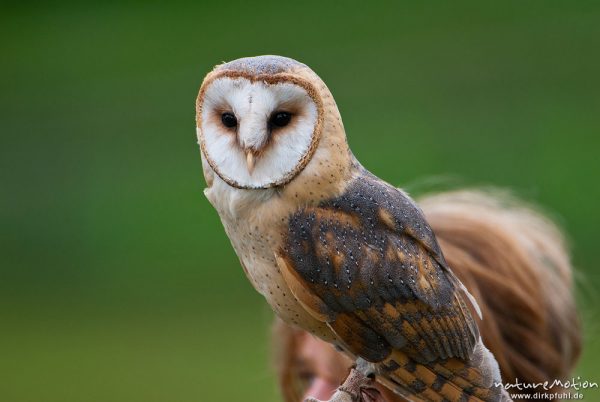 Schleiereule, Tyto alba, Schleiereulen (Tytonidae), Flugvorführung im Tierpark Sababurg, captive, Sababurg, Deutschland