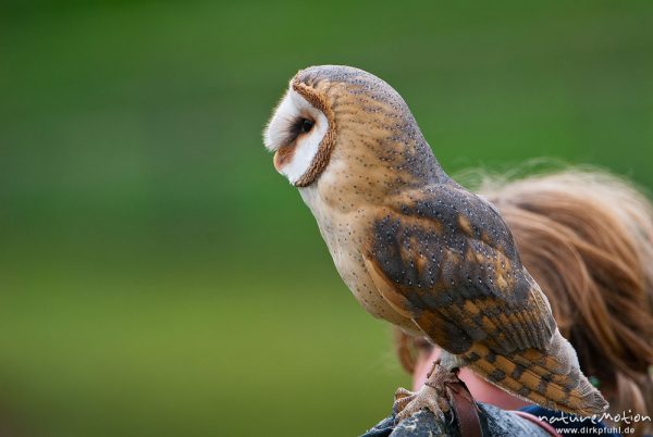 Schleiereule, Tyto alba, Schleiereulen (Tytonidae), Flugvorführung im Tierpark Sababurg, captive, Sababurg, Deutschland