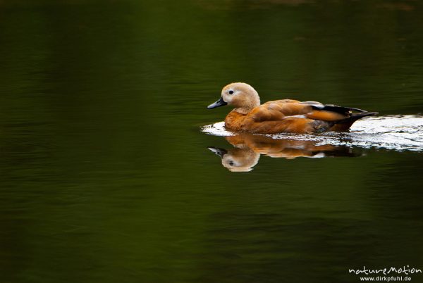 Rostgans, Tadorna ferruginea, Entenvögel (Anatidae), Männchen, schwimmend, Spiegelung im Wasser, Tierpark Sababurg, Sababurg, Deutschland