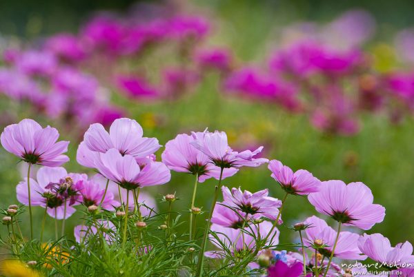 Moschus-Malve, Malva moschata, Malvengewächse (Malvaceae), (unsicher), Blüten, blühende Wiese, kultiviert, Tierpark Sababurg, Sababurg, Deutschland