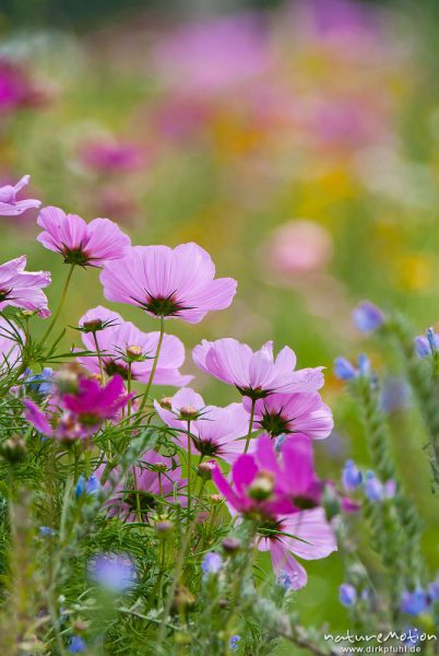 Moschus-Malve, Malva moschata, Malvengewächse (Malvaceae), (unsicher), Blüten, blühende Wiese, kultiviert, Tierpark Sababurg, Sababurg, Deutschland