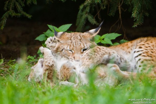 Luchs, Lynx lynx, Felidae, Alttier mit Kätzchen, Sozialverhalten, Schmusen, Gehege, Tierpark Sababurg, captive, Sababurg, Deutschland