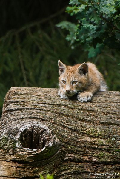 Luchs, Lynx lynx, Felidae,  Jungtier, Kätzchen auf liegend Baumstamm, Gehege, Tierpark Sababurg, captive, Sababurg, Deutschland