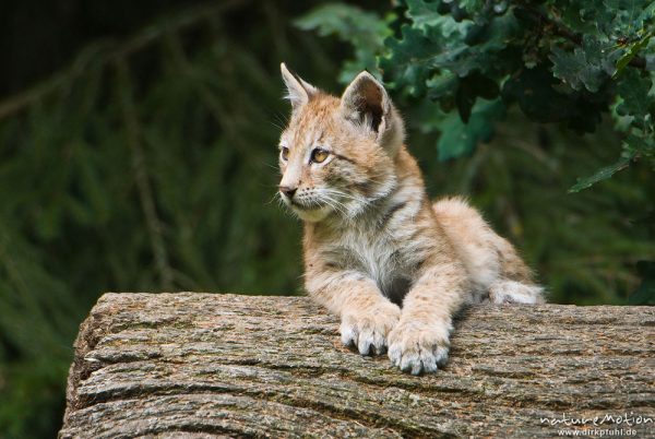 Luchs, Lynx lynx, Felidae,  Jungtier, Kätzchen auf liegend Baumstamm, Gehege, Tierpark Sababurg, captive, Sababurg, Deutschland