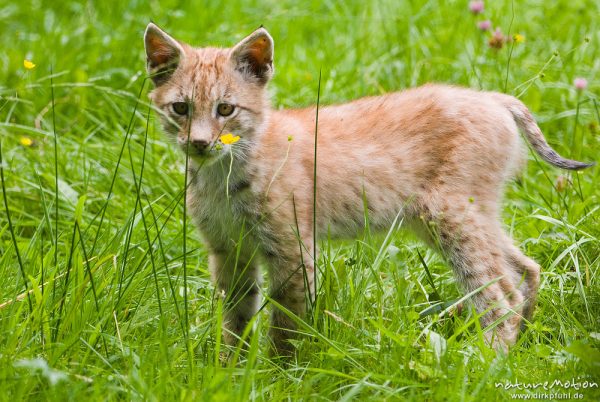 Luchs, Lynx lynx, Felidae,  Jungtier, Kätzchen im Gras, Gehege, Tierpark Sababurg, captive, Sababurg, Deutschland