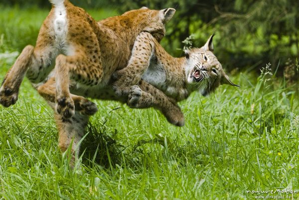 Luchs, Lynx lynx, Felidae, zwei Alttiere beim balgen, Momentaufnahme mit beiden Tieren während eines Sprungs, Sozialverhalten, Gehege, Tierpark Sababurg, captive, Sababurg, Deutschland