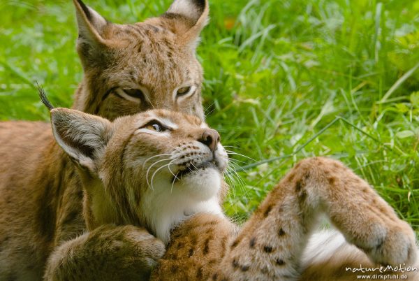 Luchs, Lynx lynx, Felidae, zwei Alttiere beim schmusen, lecken, Sozialverhalten, Schmusen, Gehege, Tierpark Sababurg, captive, Sababurg, Deutschland