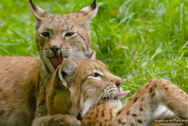 Luchs, Lynx lynx, Felidae, zwei Alttiere beim schmusen, lecken, Sozialverhalten, Schmusen, Gehege, Tierpark Sababurg, captive, Sababurg, Deutschland