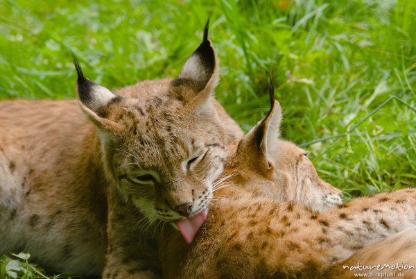 Luchs, Lynx lynx, Felidae, zwei Alttiere beim schmusen, lecken, Sozialverhalten, Schmusen, Gehege, Tierpark Sababurg, captive, Sababurg, Deutschland