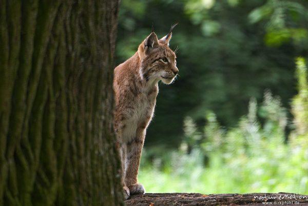 Luchs, Lynx lynx, Felidae, Alttier halb versteckt hinter Baumstamm, Gehege, Tierpark Sababurg, captive, Sababurg, Deutschland