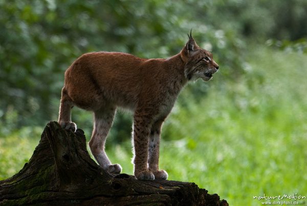 Luchs, Lynx lynx, Felidae, Alttier auf Baumstamm, ruft nach Jungtier, Bewegungsunschärfe, Gehege, Tierpark Sababurg, captive, Sababurg, Deutschland