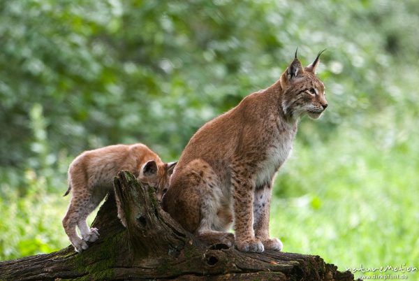 Luchs, Lynx lynx, Felidae, Alttier mit Jungtier auf Baumstamm, Bewegungsunschärfe, Gehege, Tierpark Sababurg, captive, Sababurg, Deutschland