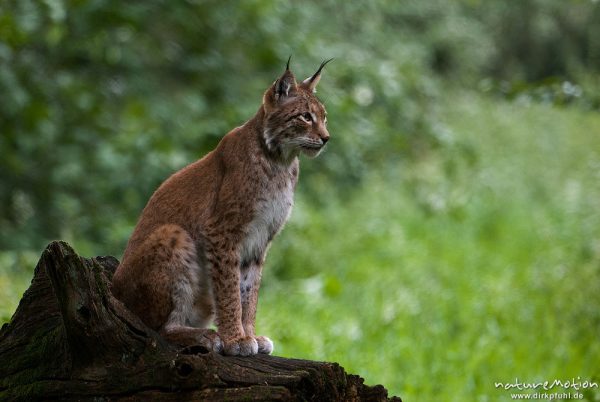 Luchs, Lynx lynx, Felidae, Alttier auf Baumstamm, Bewegungsunschärfe, Gehege, Tierpark Sababurg, captive, Sababurg, Deutschland
