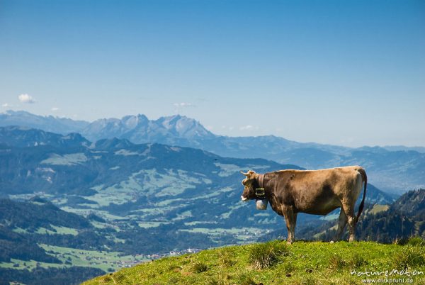Hausrind, Bos taurus, Bovidae, Kuh auf Bergwiese vor Bergpanorama, Hochgrat, Scheidegg, Deutschland