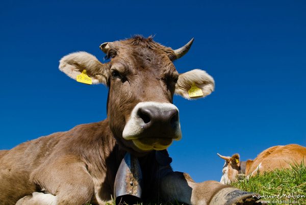 Hausrind, Bos taurus, Bovidae, ruhende Kuh auf Bergwiese, Hochgrat, Scheidegg, Deutschland