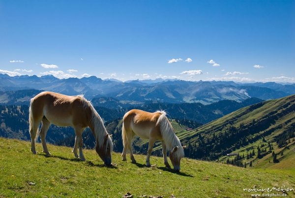 Hauspferd, Equus caballus, Equidae, Haflinger, zwei Tiere beim weiden, Hochgrat, Scheidegg, Deutschland