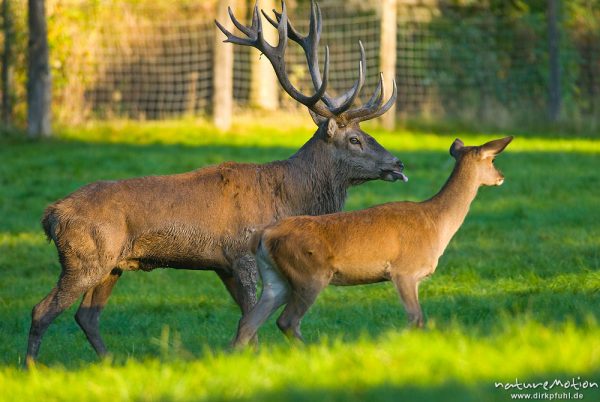 Rothirsch, Cervus elaphus, Cervidae, Hirsch beim Flehmen, daneben Weibchen, Tiergehege, Tierpark Neuhaus, captive, Neuhaus, Deutschland