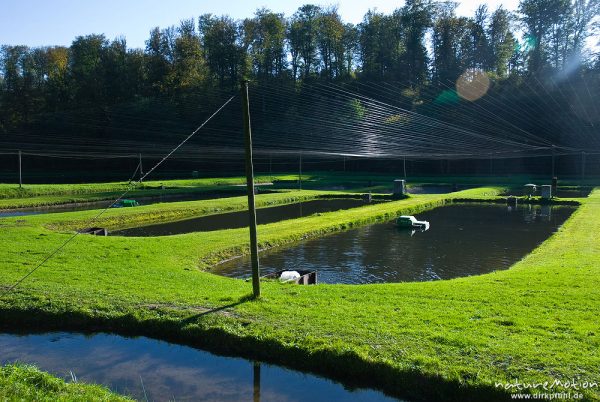 Fischteiche mit aufgespannten Netzen als Schutz vor Greifvögeln und Kormoranen, Fischzuchtbetriebe Reinhardswald, Wülmersen, Trendelburg, Deutschland