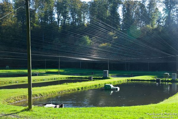 Fischteiche mit aufgespannten Netzen als Schutz vor Greifvögeln und Kormoranen, Fischzuchtbetriebe Reinhardswald, Wülmersen, Trendelburg, Deutschland