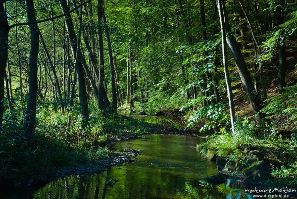 Bachtal mit leuchtend grünem Auwald, Mittelgebirge, Holzape bei Wülmersen, Trendelburg, Deutschland
