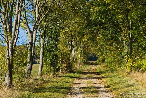 Feldweg, gesäumt von Bäumen, Allee, Tunnel, Westerwald, Göttingen, Deutschland